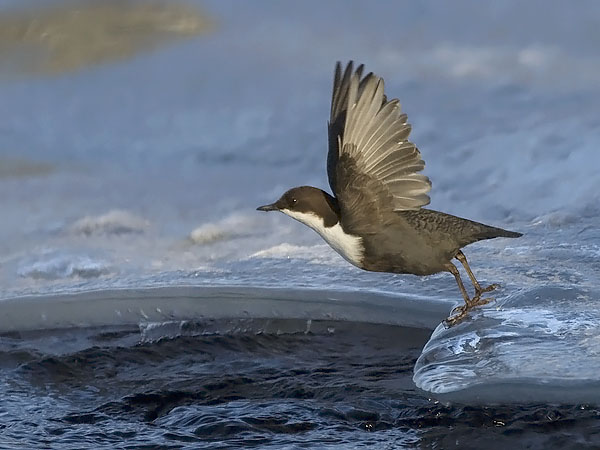 Koskikara, White-throated Dipper, Cinclus cinclus